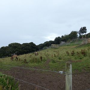 Przewalski's Horse enclosure
