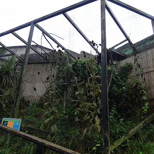 Speckled Pigeon aviary