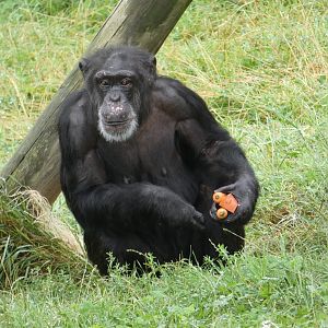 Western Chimpanzee