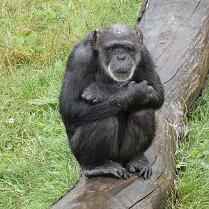 Elderly Western Chimpanzee
