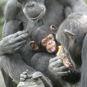 Chimpanzee young