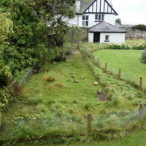 Tortoise enclosure