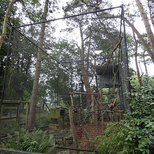Temporary Red Panda enclosure