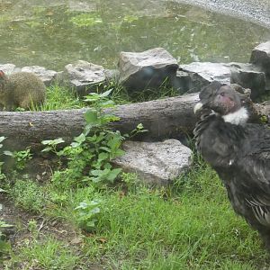 Andean Condor and Azara's Agouti