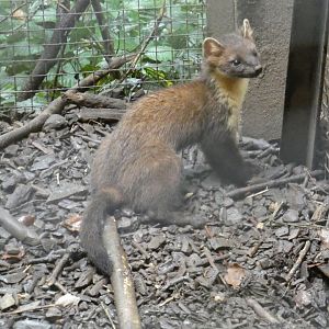 European Pine Marten