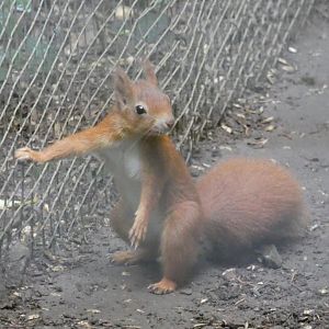 European Red Squirrel