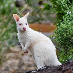 Albino wallaby