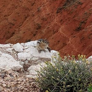 Golden mantled ground squirrel (Callospermophilus lateralis)