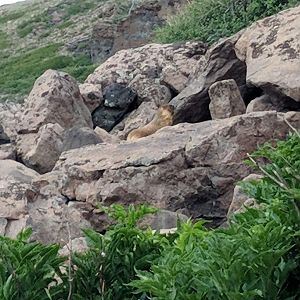 Yellow bellied marmot (Marmota flaviventris)