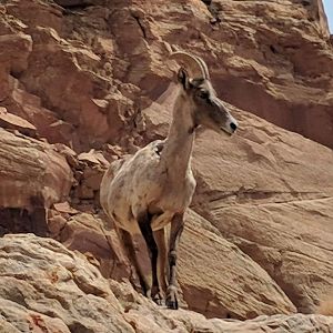 Desert bighorn sheep (Ovis canadensis nelsoni) ewe