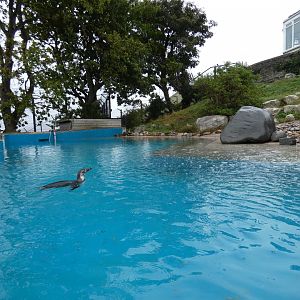 Humboldt's Penguin enclosure