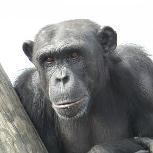 Female Western Chimpanzee