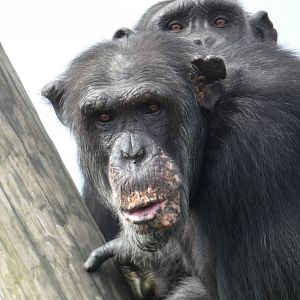 Male Western Chimpanzee