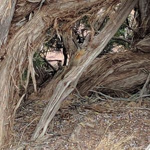 Colorado chipmunk (Neotamias quadrivittatus)