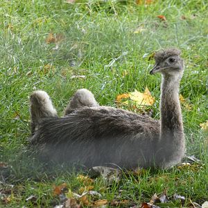 Darwin's Rhea chick