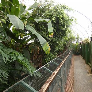 American Alligator house