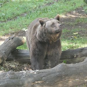 European Brown Bear