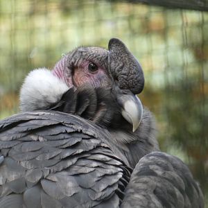 Andean Condor