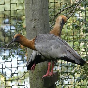 Black-faced Ibis