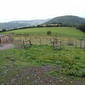 Welsh Mountain Goat enclosure
