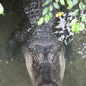 American Alligator