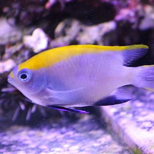 Neoglyphidodon melas