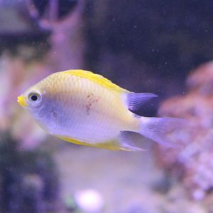 Amblyphidodon aureus