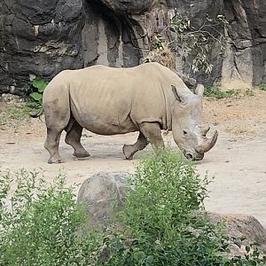 Maryland Zoo White Rhinoceros “Stubby”