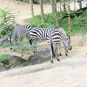 Maryland Zoo Grant’s Zebras