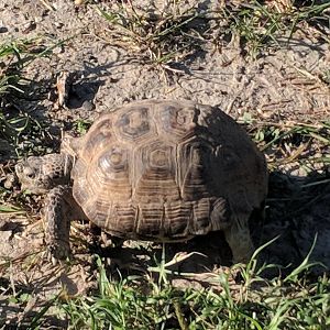 Texas tortoise (Gopherus berlandieri)