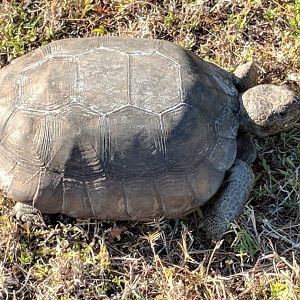 Gopher tortoise (Gopherus polyphemus)