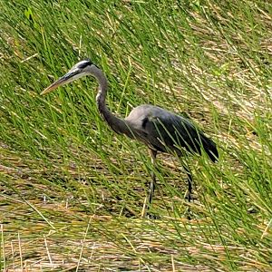 Great blue heron (Ardea herodias)