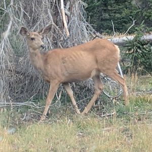 Rocky mountain mule deer (Odocoileus hemionus hemionus)