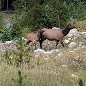 Rocky mountain elk/wapiti (Cervus canadensis nelsoni)