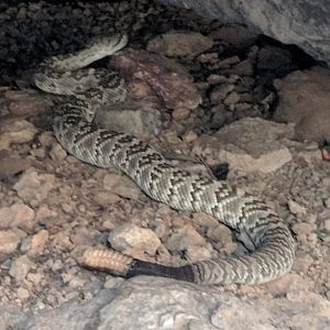 Black-tailed rattlesnake (Crotalus molossus)
