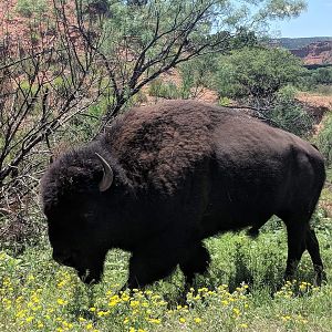 Plains bison (Bison bison bison)