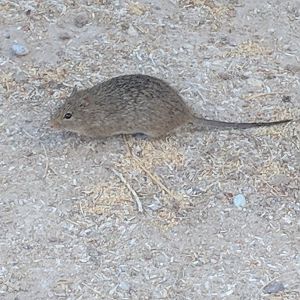 Arizona cotton rat (Sigmodon arizonae)
