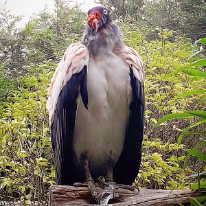 King Vulture