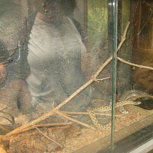 Nordsjællands Fuglepark - Hognose snake exhibit