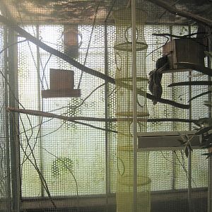 Nordsjællands Fuglepark - Tropical house - Marmoset exhibit