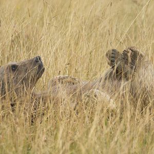 Brown bear (Syrian brown bear) : Hamerton : 24 Jul 2020