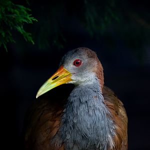 Giant wood-rail : Hamerton : 15 Aug 2020