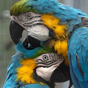 Blue-and-yellow macaw : Hamerton : 15 Aug 2020