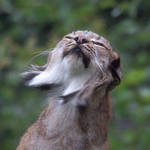 Canada lynx : Hamerton : 15 Aug 2020