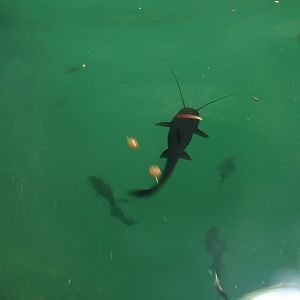 Rhamdia guatemalensis