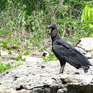 Black vulture (Coragyps atratus)