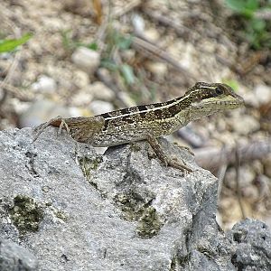 Striped basilisk (Basiliscus vittatus)
