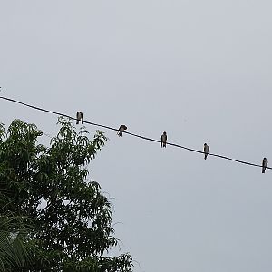 Grey-breasted martin (Progne chalybea chalybea)