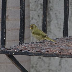 Yellow-faced grassquit (Tiaris olivaceus pusillus)