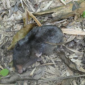 Stuhlmann's golden mole (Possibly?)